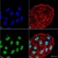 ATG5 Antibody 
